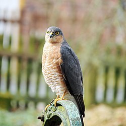 Sparrhaukur (Accipiter nisus)