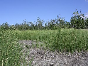 Hohes Riedgras bedeckt die Region westlich des Onun Laran