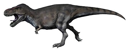 Reconstrucció del tiranosaure, un gran dinosaure teròpode del Cretaci, reconstrucció