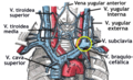 Las venas braquiocefálicas, vena cava superior, vena cava inferior y sus tributarias.