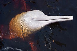 Amazonasi folyamidelfin (Inia geoffrensis)