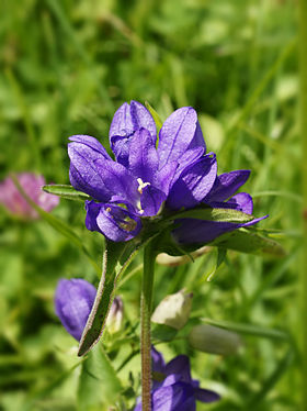 Nøgle-Klokke (Campanula glomerata). Foto:Hans Hillewaert