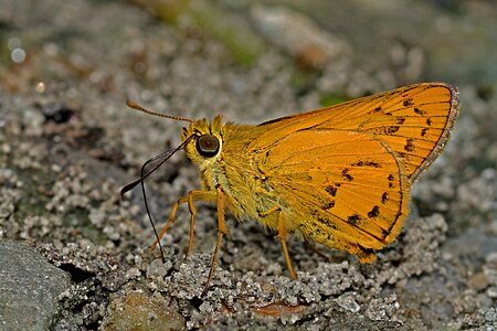 Ventral view