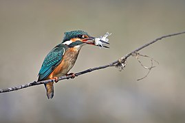 Common kingfisher female with fish, in Chattogram, Bangladesh