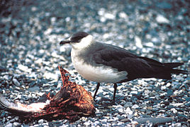 Stercorarius parasiticus