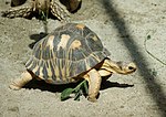 Tortue étoilée de Madagascar