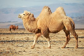 Wegidol (Camelus bactrianus)