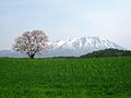 小岩井農場の一本桜と岩手山、右手に狼森