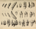 Dentición permanente de una hiena cavernaria del Pleistoceno de las Cavernas Tor Bryan cerca de Torquay, ahora en el Museo Británico