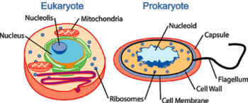 Các tế bào sinh vật nhân chuẩn (Eukaryote)và sinh vật nhân sơ (Prokaryote). - Hình trên đây mô tả một tế bào người điển hình (sinh vật nhân chuẩn) và tế bào vi khuẩn (sinh vật nhân sơ). Tế bào sinh vật nhân chuẩn (bên trái) có các cấu trúc nội bào phức tạp như nhân (xanh nhạt), hạch nhân (xanh lơ), ty thể (da cam), và ribosome (xanh sẫm). Trong khi tế bào vi khuẩn (bên phải) đơn giản hơn với DNA được lưu giữ trong vùng nhân (xanh nhạt) cùng với các cấu trúc đơn giản như màng tế bào (đen), thành tế bào (xanh da trời), vỏ ngoài (da cam), ribosome (xanh đậm) và một tiên mao (cũng màu đen).