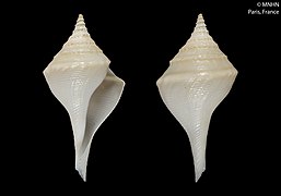 Clavosurcula schepmani