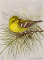 Pine Warbler (National Geographic Magazine April 1917)