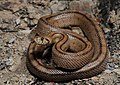 Image 6Ladder snake