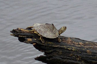Sabine map turtle (Graptemys sabinensis) in situ, Viilage Creek (Neches River), Hardin Co., Texas (12 October 2021)