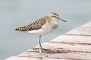 Non-breeding plumage; Laem Phak Bia, Thailand.