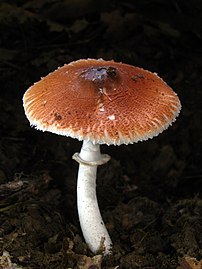 Leucoagaricus rubrotinctus