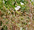 Abelmoschus ficulneus en Kawal Wildlife Sanctuary, India.