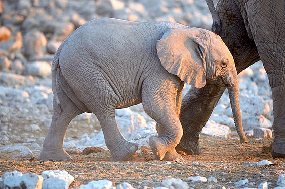 African bush elephant baby (loxodonta africana) ambling along mother's long strides at Okaukuejo waterhole in Etosha National Park Namibia