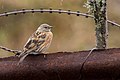 Taken at Gnathang, Sikkim, India