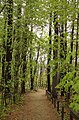 The path between the school and library