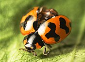 Coccinella transversalis, elytron terbuka