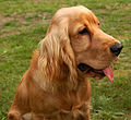 Cocker spaniel fulvo