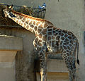 Giraffa camelopardalis angolensis