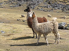 Lama (Kamel)