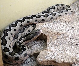 Lataste's viper at the St. Louis Zoo