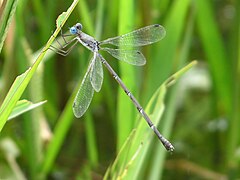 Lestes praemorsus