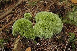 Leucobryum glaucum.