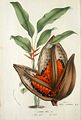 Heliconia bihai と Phenakospermum guyannense