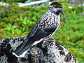 Nucifraga caryocatactes in Mount Tsubakuro 2002-07-27