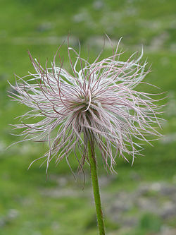 Alpine pasqueflower fruit