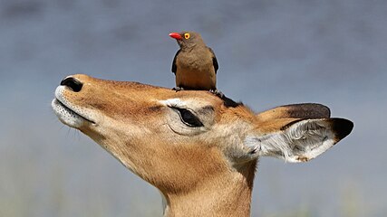 'n Rooibekrenostervoël op 'n rooibokooi in die Nasionale Chobewildtuin, Botswana.