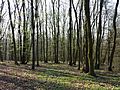 Eichen-Hainbuchen-Wald im Vorfrühling