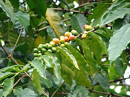 Arabinio kavamedžio (Coffea arabica) nokstantys vaisiai