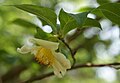 Stewartia serrata