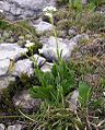 Valeriana saxatilis