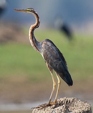 Plenkreskulo el Nacia Parko Nagarhole