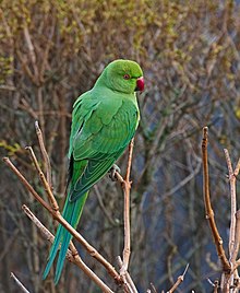 Un oiseau bien vert avec un bec bien rouge.