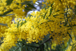 (Acacia covenyi)