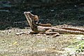 Basiliscus basiliscus[70]