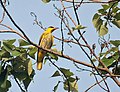 Burung muda di Kolkata, Bengal Barat, India.