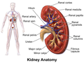 Kidney anatomy, with pyramids labeled at right