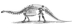 Brontosaurus excelsus