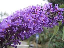 Nyáriorgona (Buddleja davidii)