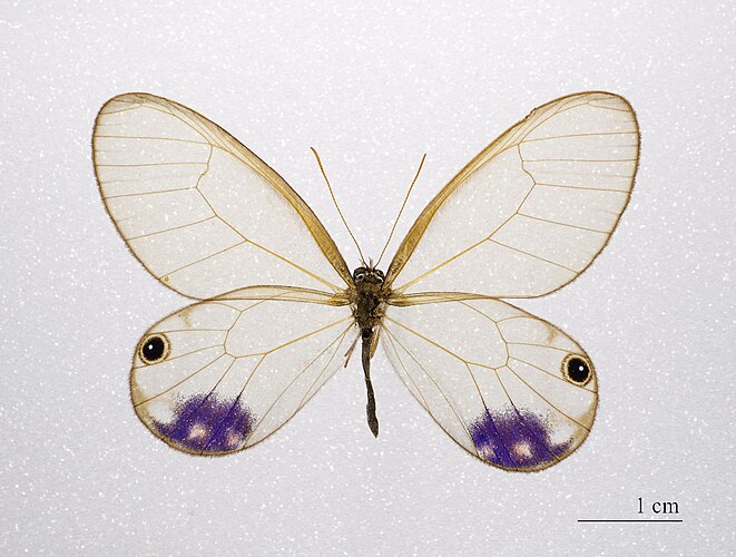 Южноамериканская бабочка-сатир Cithaerias andromeda esmeralda