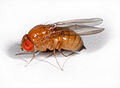 Drosophila suzukii – Weibchen