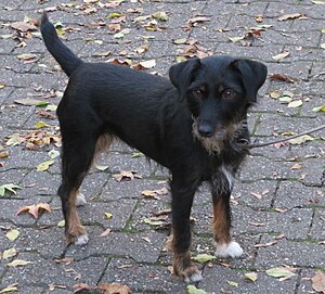 Deutscher Jagdterrier